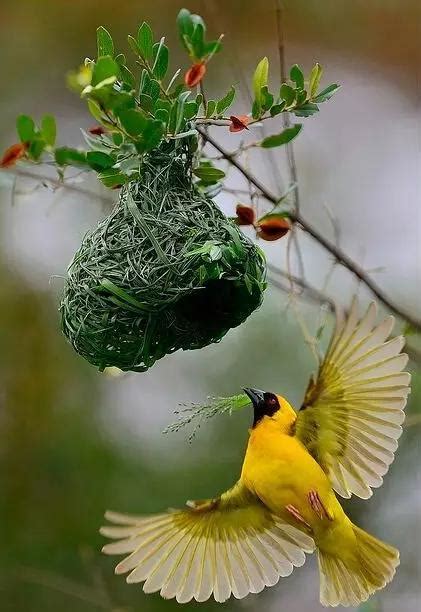 自製門簾 小鳥來家裡築巢是好事嗎